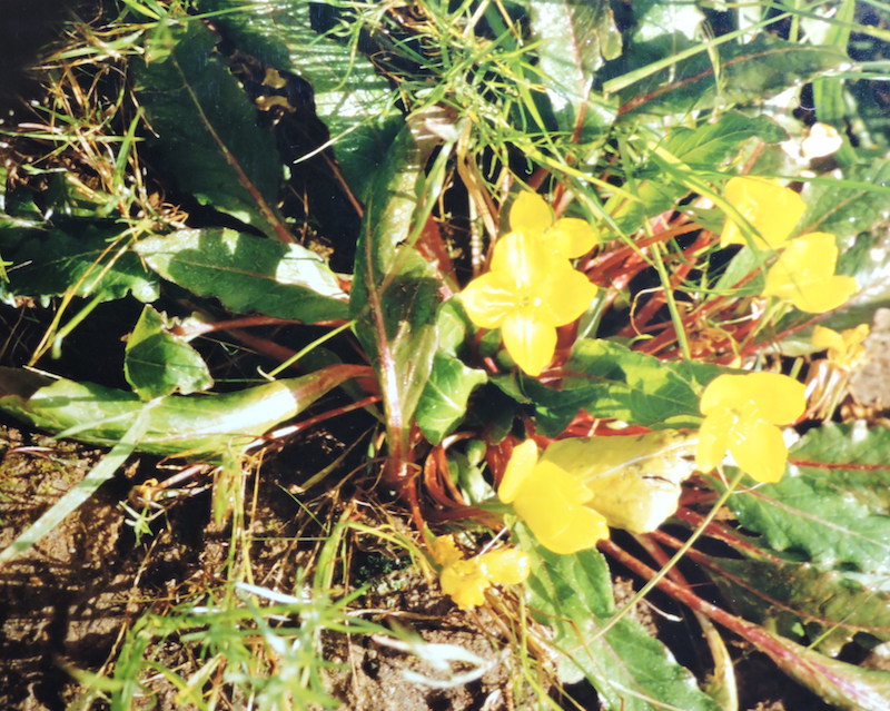 California-buttercup