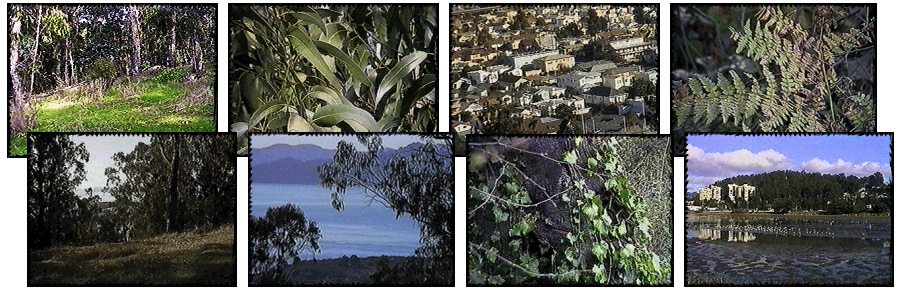 CollagePhotosAlbanyHill01