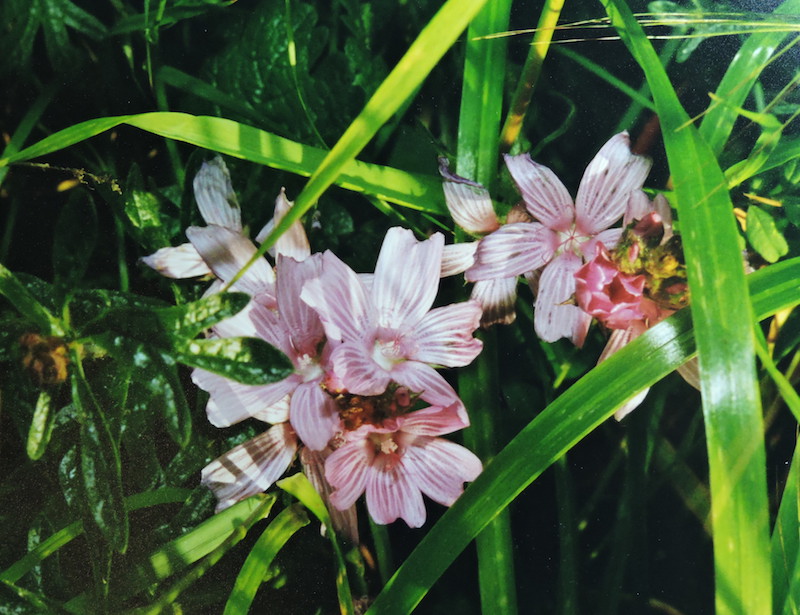 Flower-purple-white-0629