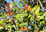 Monarch Butterflies on Tree