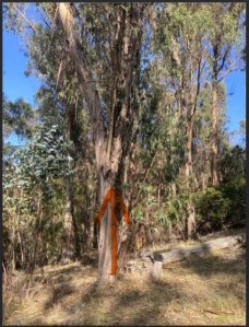 Tree with Monarch Butterflies, Albany Hill, 2025